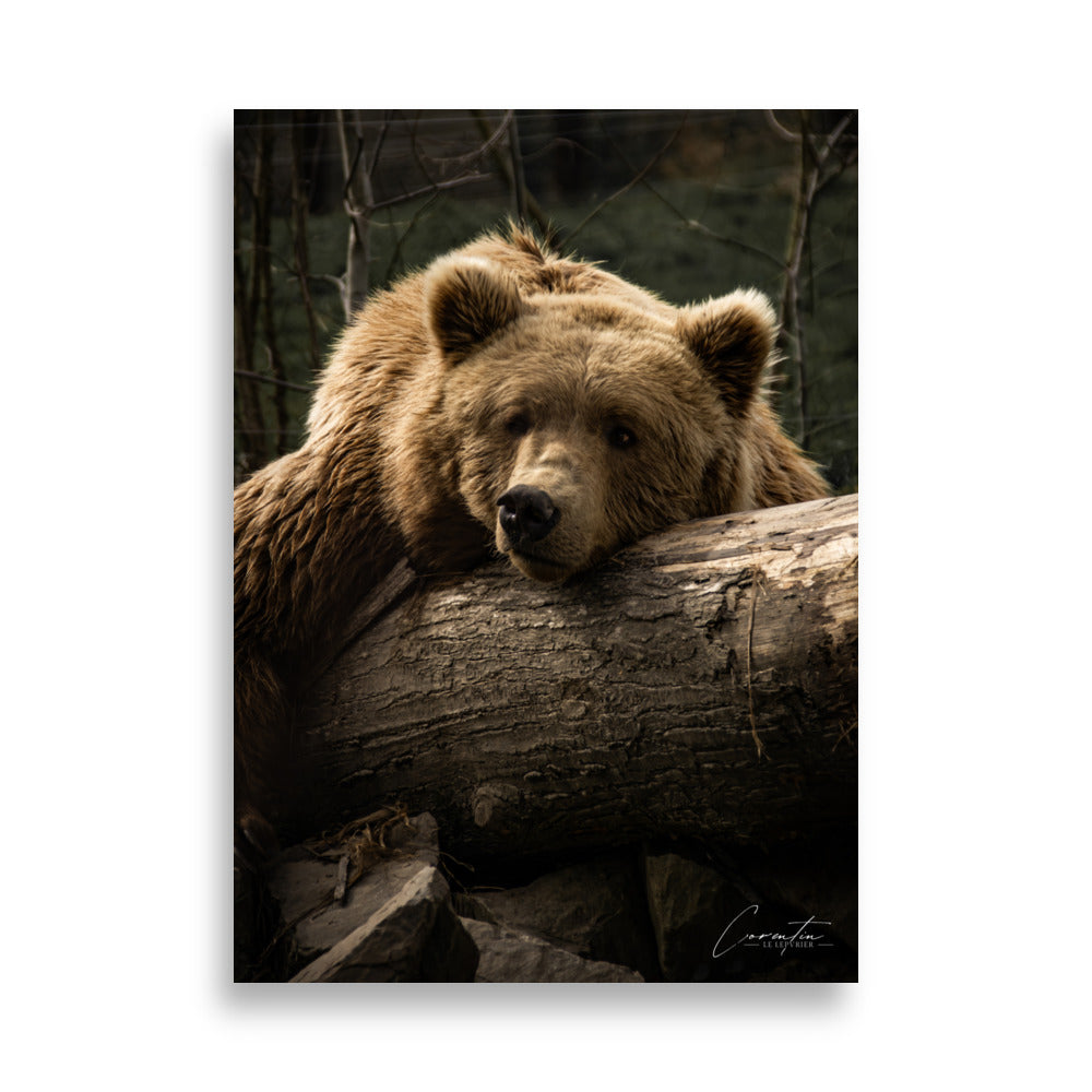 Affiche d'ours brun
