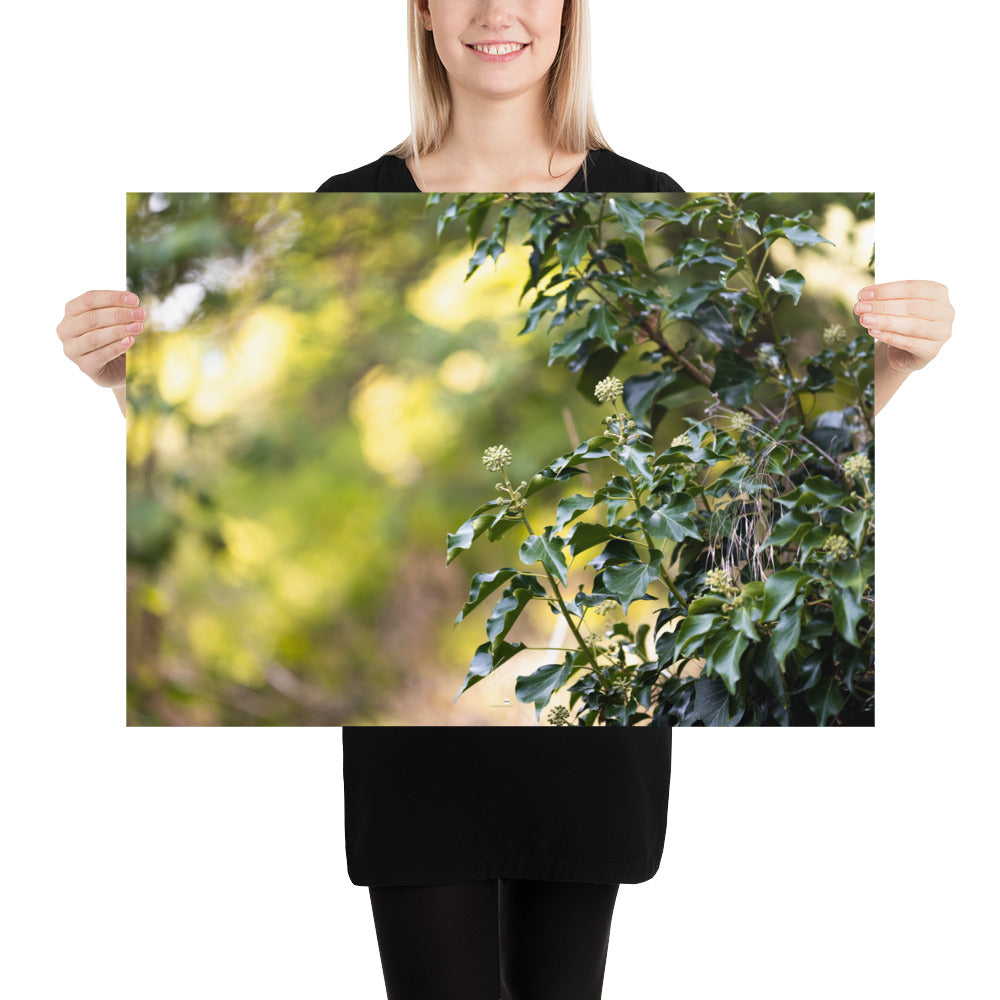 Poster photographique 'Lierre Grimpant', montrant un gros plan d'une plante grimpante en toute sa splendeur.