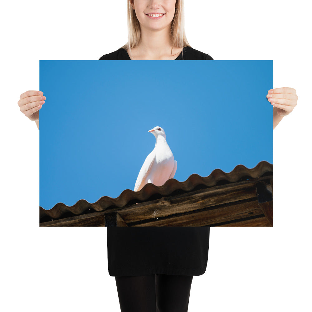 Photographie délicate 'Blanche Colombe' montrant un oiseau blanc en contemplation, imprimée sur papier haut de gamme.