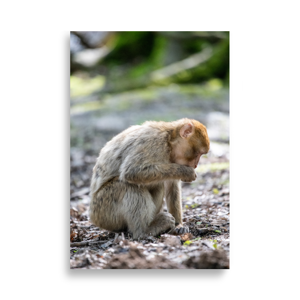 Poster - Macaque de barbarie N07 – Photographie de singe – Poster photographie, photographie murale et des posters muraux unique au monde. La boutique de posters créée par Yann Peccard un Photographe français.