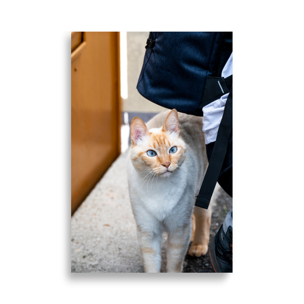 Photographie d'un chat majestueux aux yeux bleus