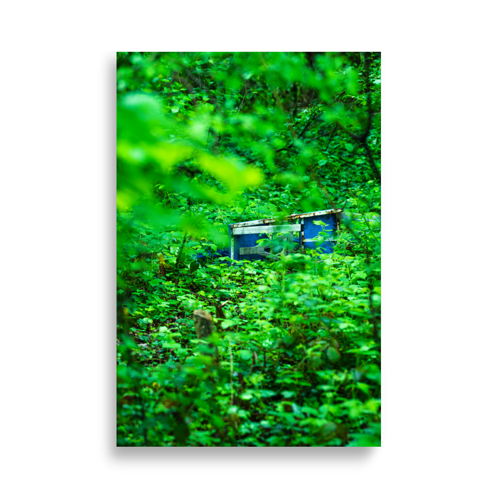 Poster d'un banc de pique-nique en pleine forêt, illustration de la sérénité de la nature