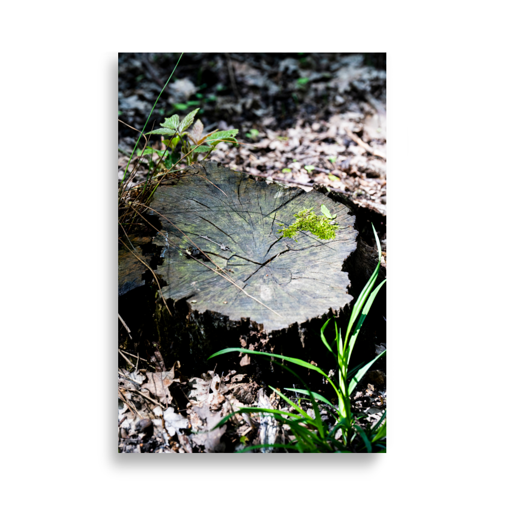 Poster de photographie représentant une souche d'arbre recouverte de mousse, éclairée par la lumière du soleil.