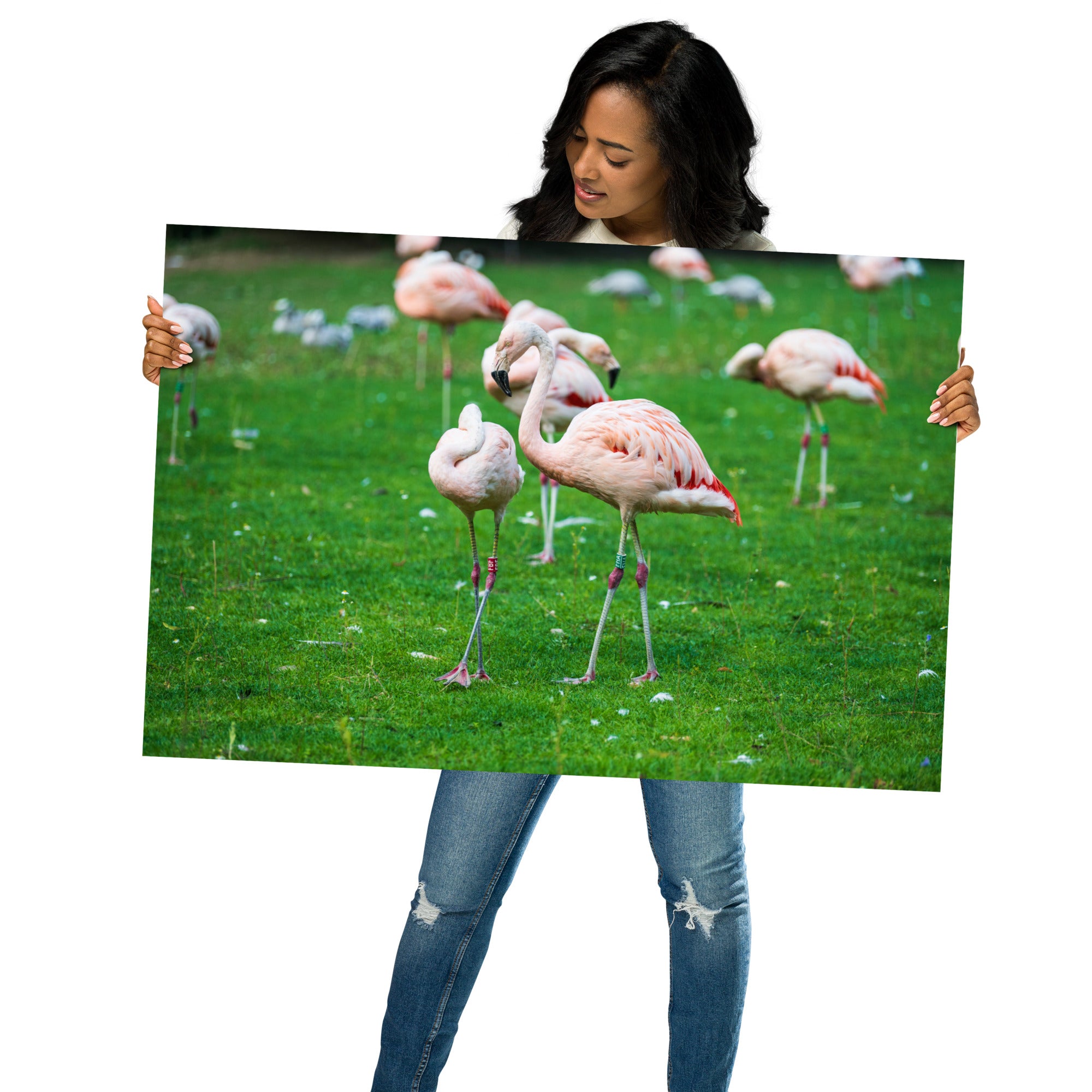 Poster de Flamant rose – Photographie animalière Poster XXL.