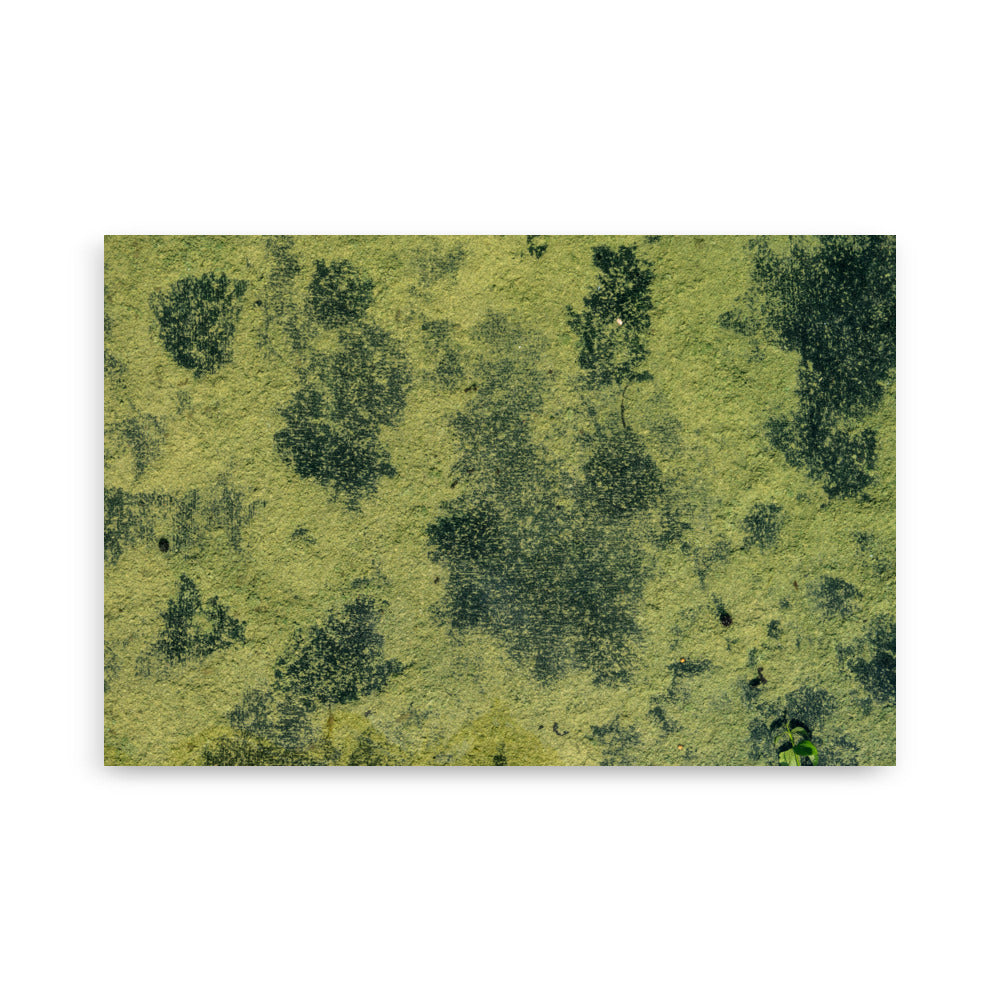 Poster d'une photographie d'un fleuve camouflé par des algues vertes, ressemblant à une peinture