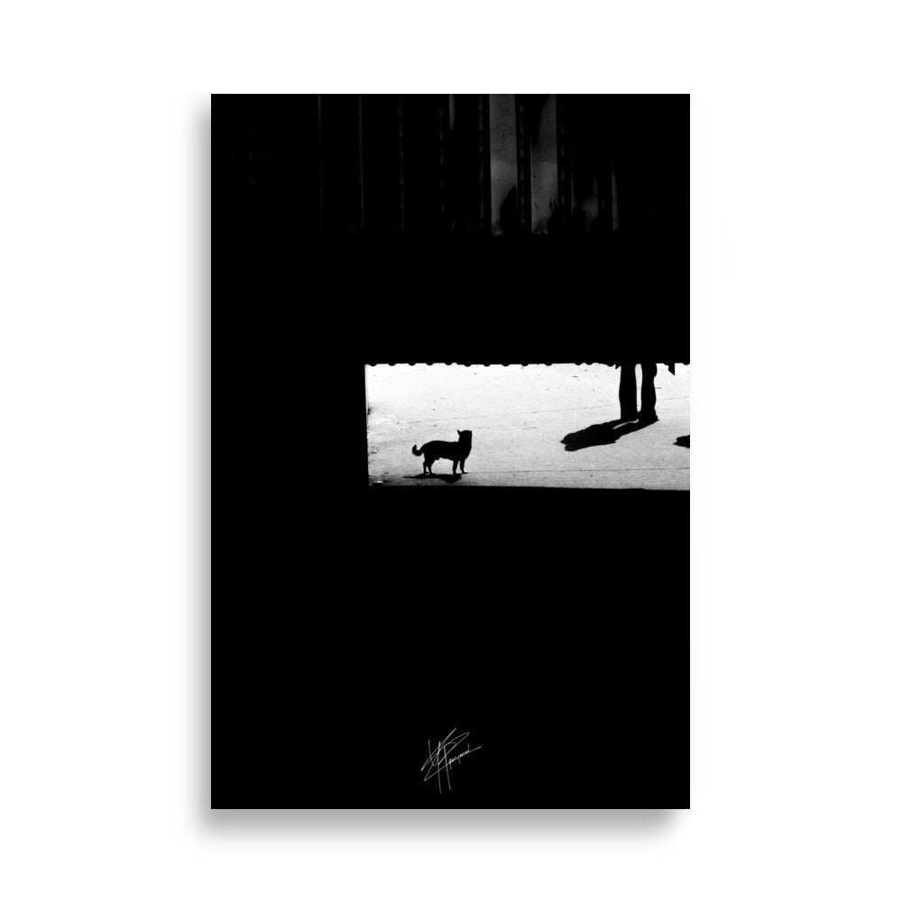 Chihuahua en noir et blanc, tapis dans l'ombre des escaliers près des quais de Bastille.
