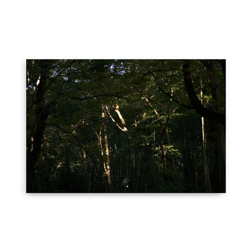 Photographie envoûtante d'une forêt dense, avec des rayons du soleil perçant la canopée, éclairant le sol forestier et les feuilles verdoyantes. Une évocation de la sérénité et de la beauté naturelle.