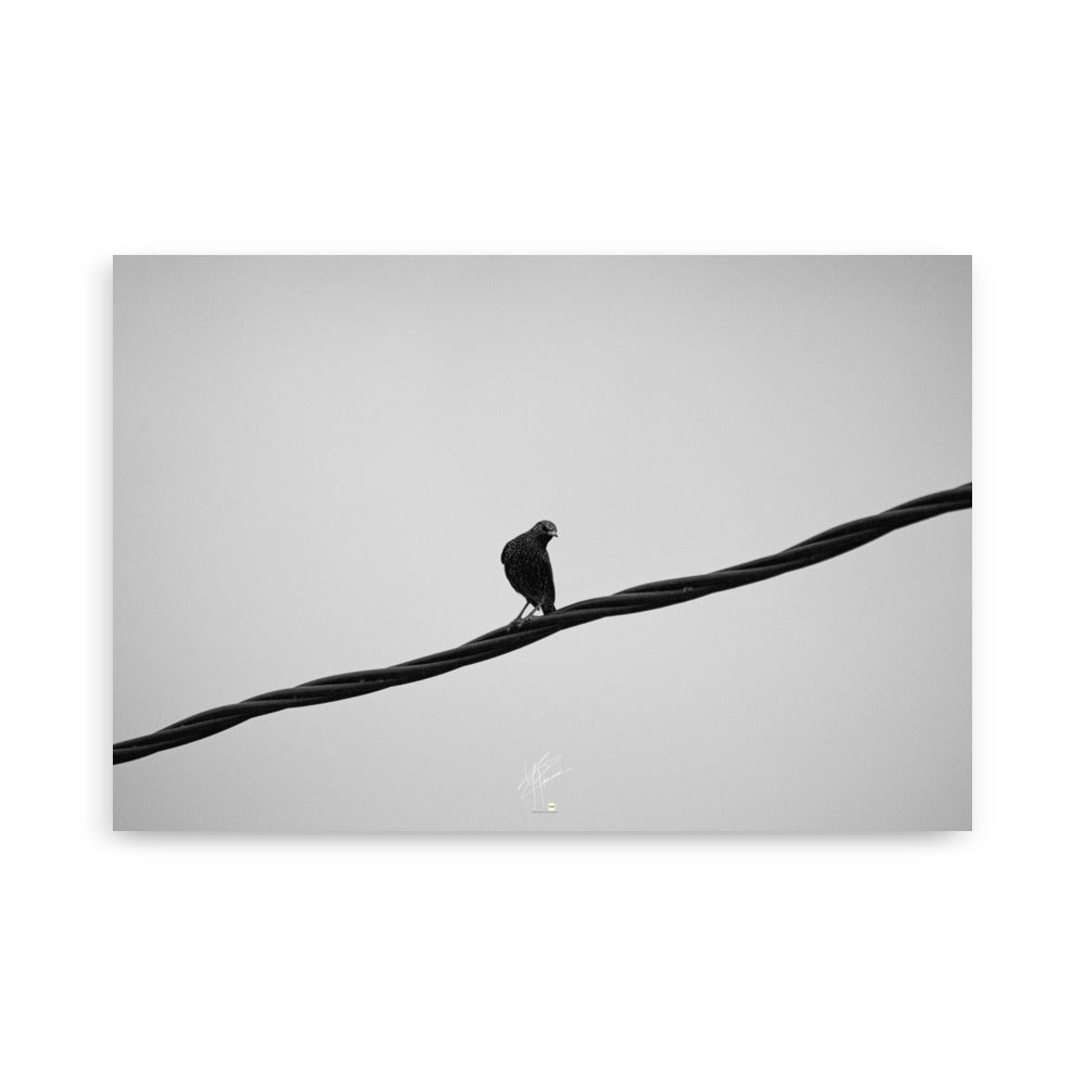 Photographie en noir et blanc d'un oiseau seul perché sur un câble haute tension, avec un ciel nuageux en arrière-plan, évoquant le contraste entre la nature et la technologie.