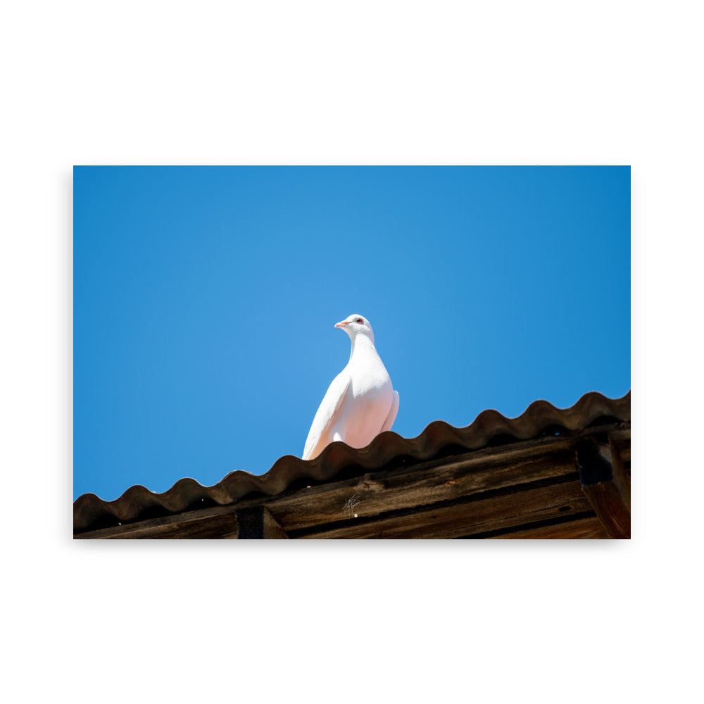 Photographie délicate 'Blanche Colombe' montrant un oiseau blanc en contemplation, imprimée sur papier haut de gamme.