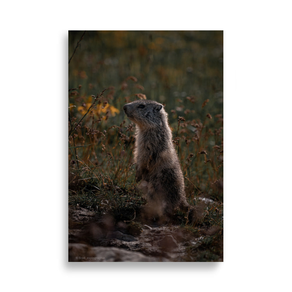 Marmotte curieuse sur un fond montagneux, illustrant la beauté de la faune, capturée avec précision par Brad_explographie.