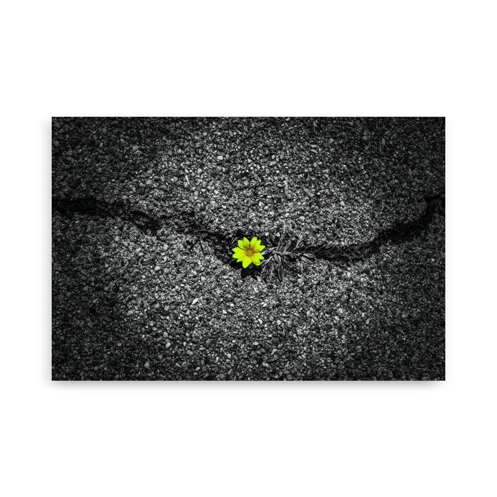 Fleur jaune resplendissante surgissant d'une fissure dans un sol en béton grise, une œuvre artistique réalisée par Hadrien Geraci.