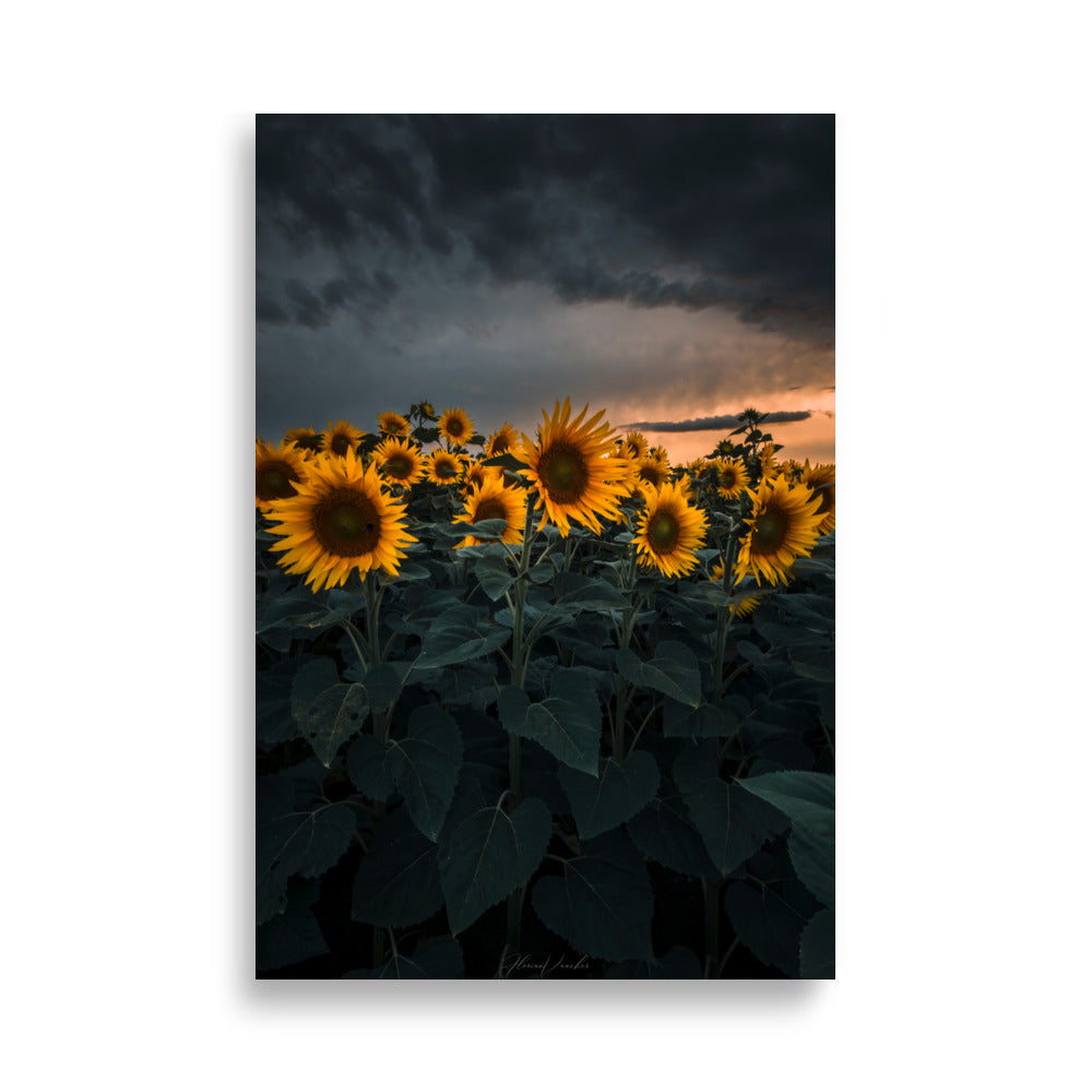 Champ luxuriant de tournesols vibrants sous le ciel d'été, photographié par Florian Vaucher.