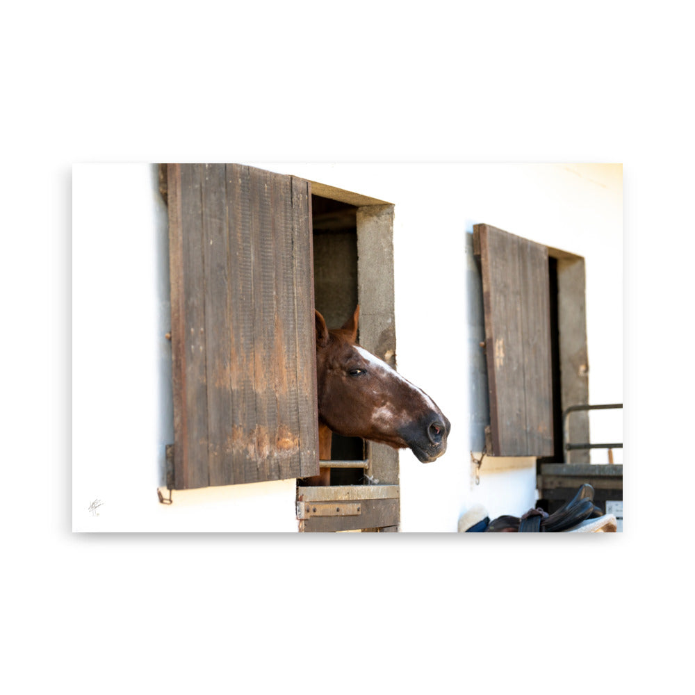 Poster photographique 'L'arrogant' représentant un cheval avec un regard audacieux, émergeant de son box, capture exquise par le photographe Yann Peccard. Le regard puissant du cheval et la qualité d'impression muséale enrichiront visuellement votre espace.