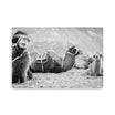 "Photographie en noir et blanc 'Les Chameaux' par Ilan Shoham, montrant cinq chameaux reposant dans le désert avec des montagnes en arrière-plan dans la Vallée de Nubra, Inde.