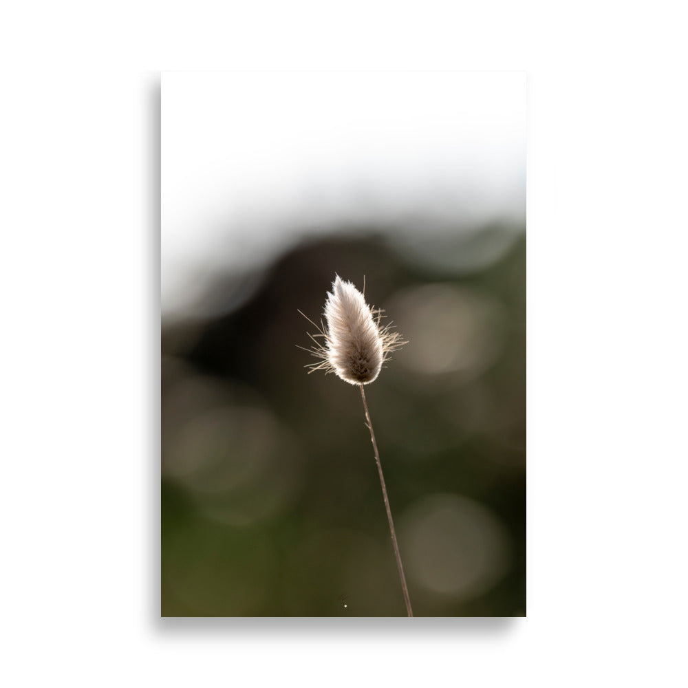 Photographie délicate 'Queue-de-lièvre', capturant de près la beauté et les détails fins d'une plante, créée par la photographe Yann Peccard.