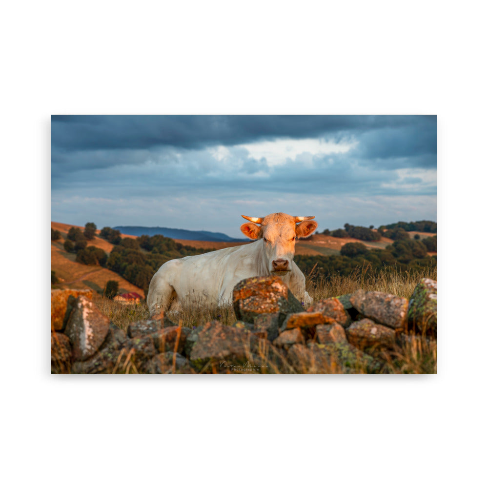 Poster 'Vache à l'Aube' illustrant une vache Charolaise entourée d'herbes hautes avec un fond montagneux au lever du soleil, photographié par Victor Marre.