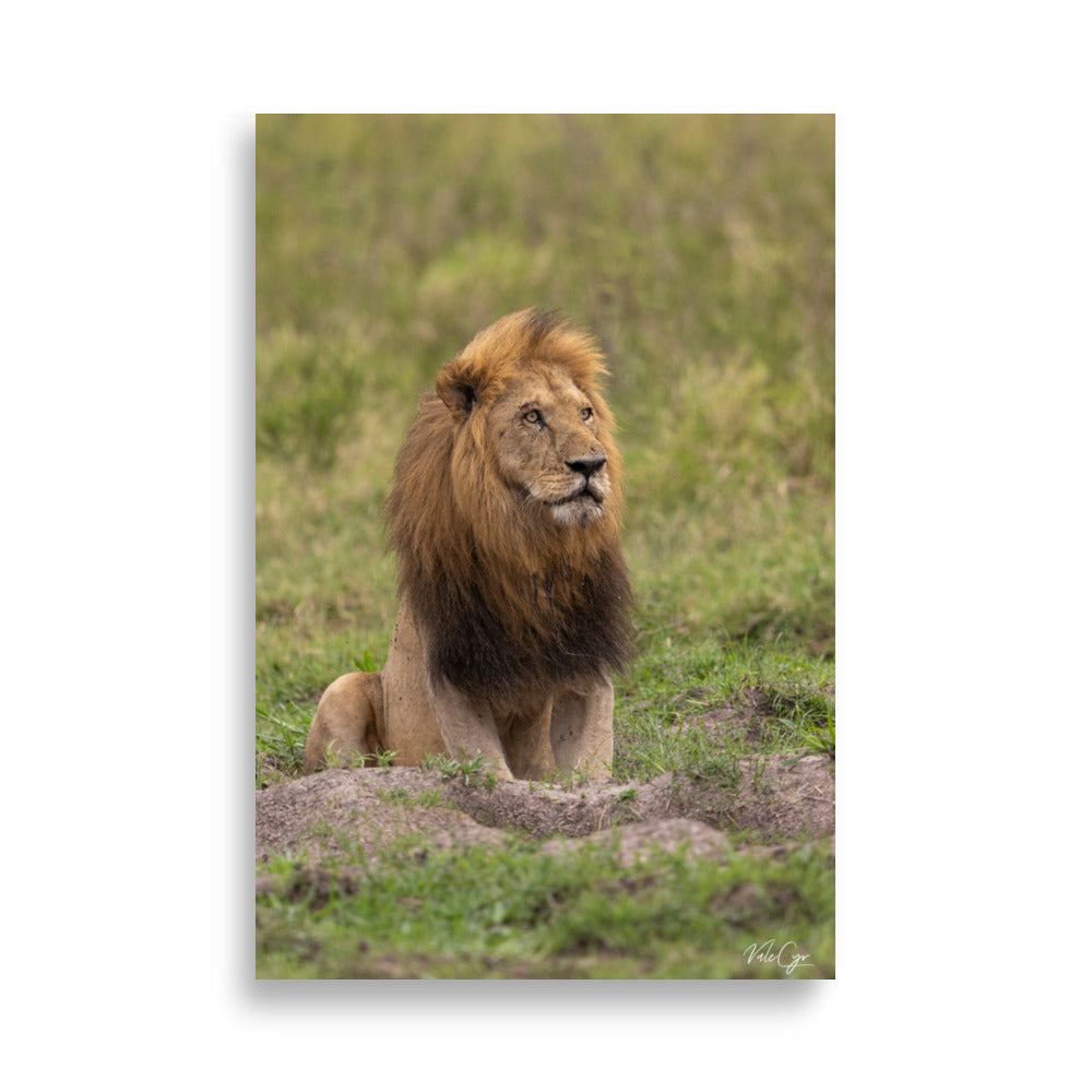 Photographie d'un lion majestueux dans la savane, capturée par Valérie et Cyril Buffel, mettant en avant sa posture noble et sa crinière riche en couleur.