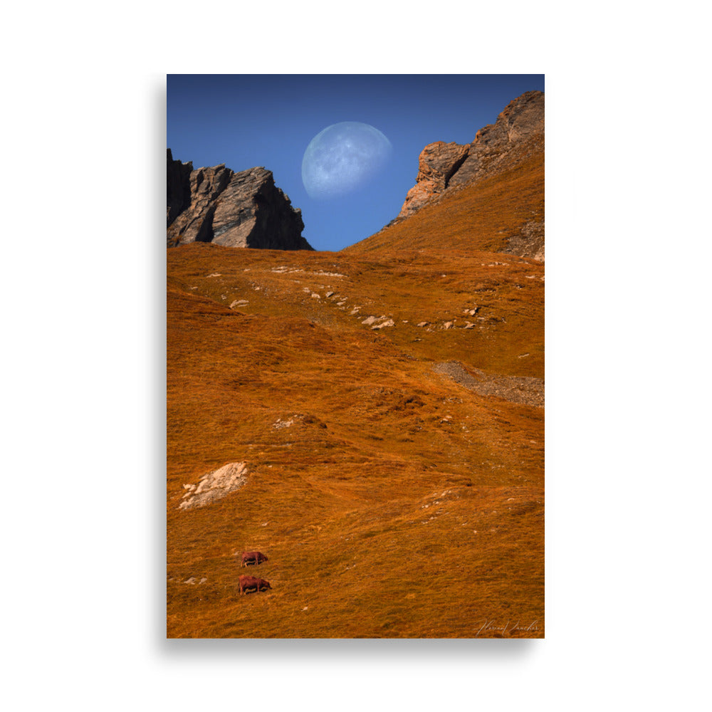 Photographie d'un désert nocturne, par Florian Vaucher, montrant la lune se levant au-dessus d'une vallée désertique avec des bovins tranquilles.