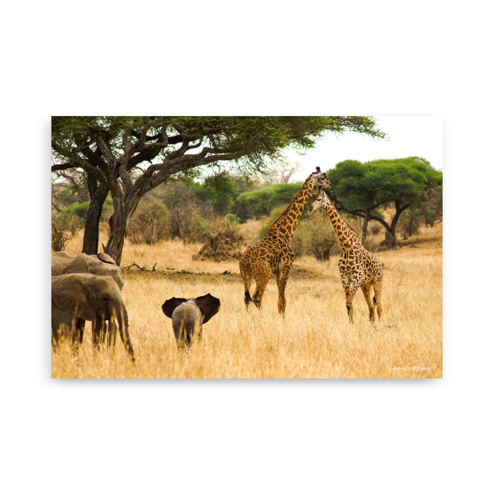 Poster "Savane" montrant un paysage africain avec des girafes et des éléphants, illustrant la beauté et la sérénité de la savane.