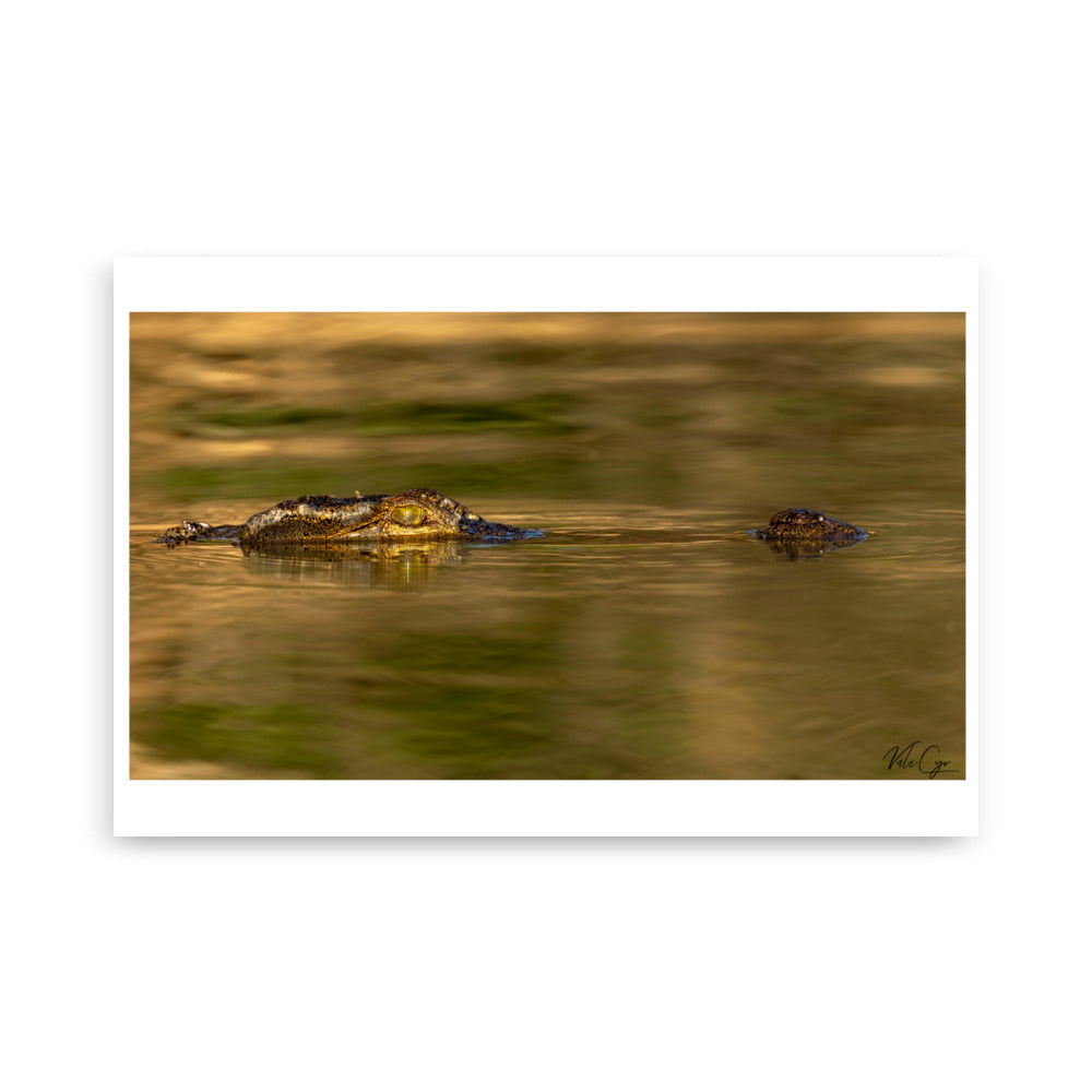 Poster photo crocodile
