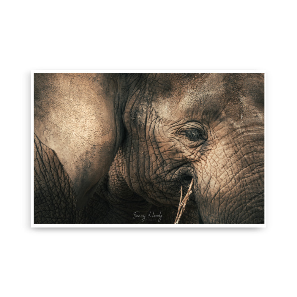 Poster éléphant