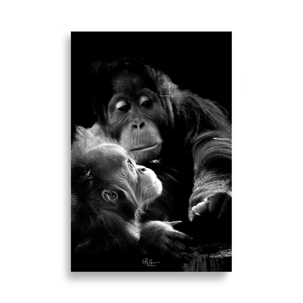 Posters animaux