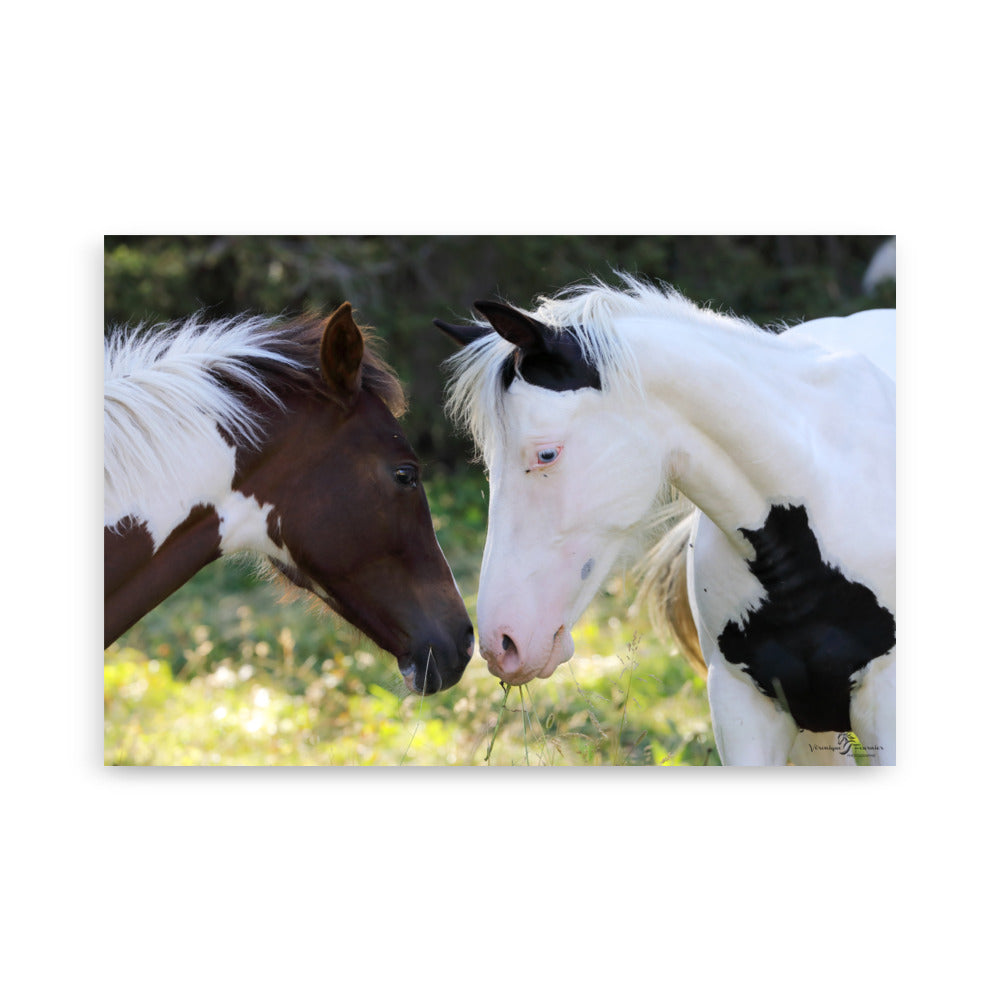 Cheval blanc taches noir