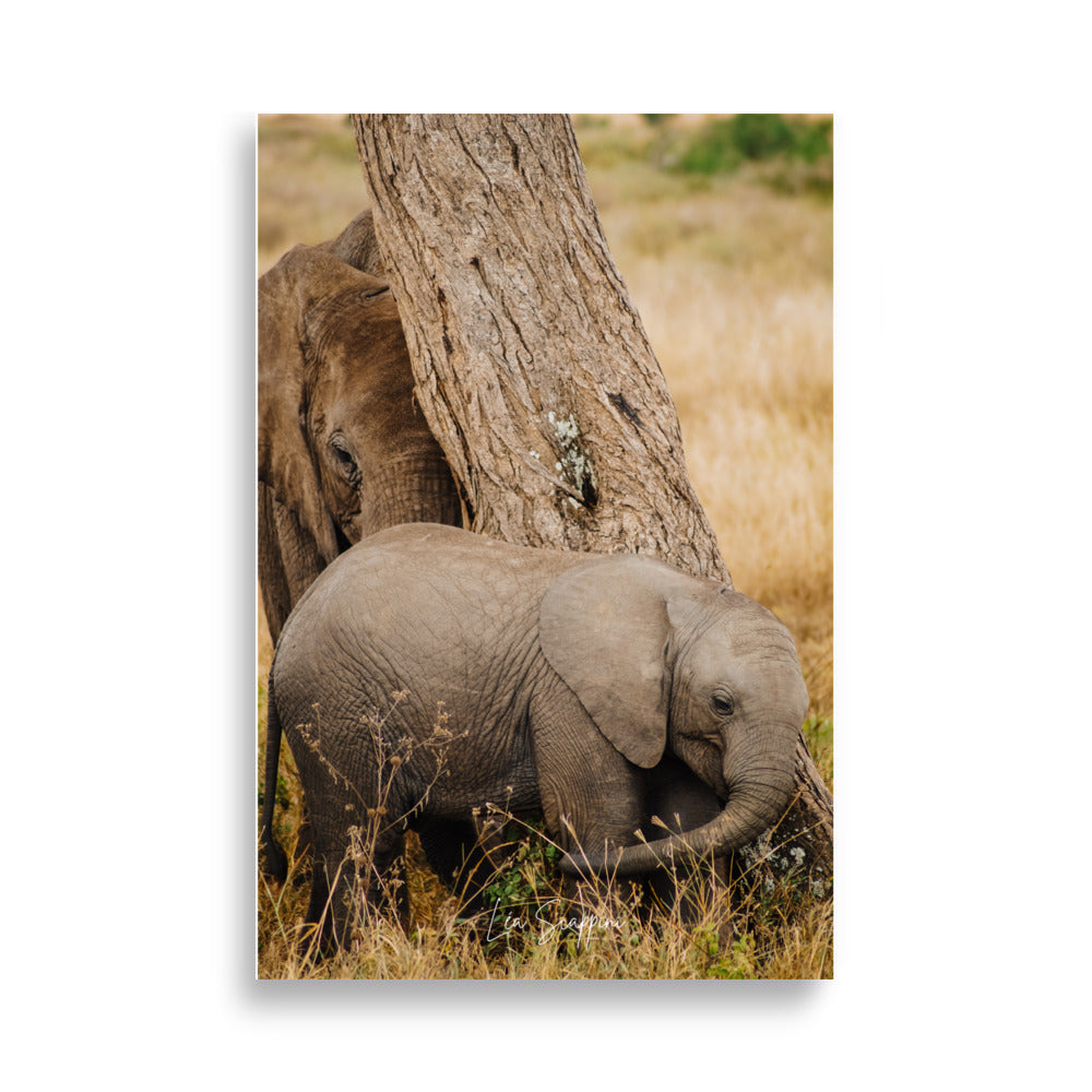 Posters d'un bébé éléphant 