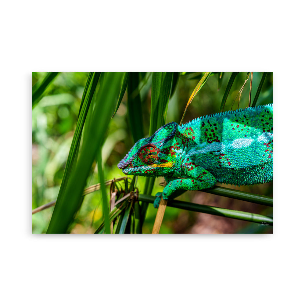 Photographie d'un Caméléon