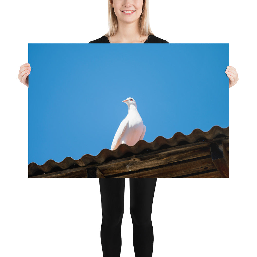 Photographie délicate 'Blanche Colombe' montrant un oiseau blanc en contemplation, imprimée sur papier haut de gamme.