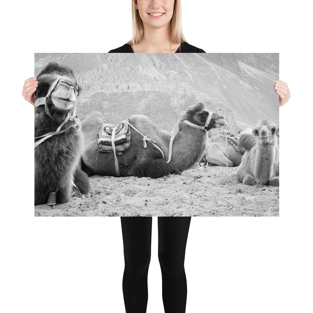 "Photographie en noir et blanc 'Les Chameaux' par Ilan Shoham, montrant cinq chameaux reposant dans le désert avec des montagnes en arrière-plan dans la Vallée de Nubra, Inde.