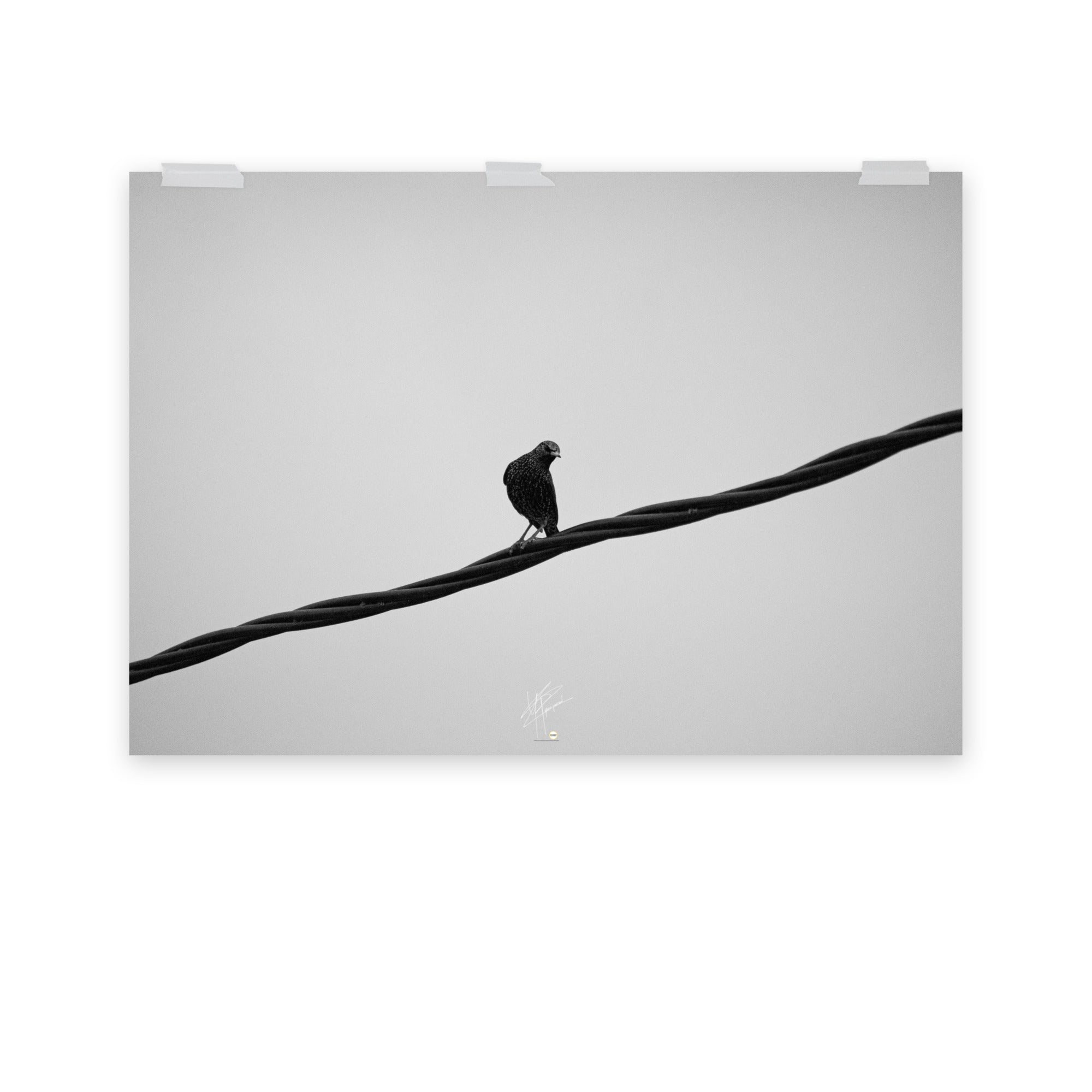 Photographie en noir et blanc d'un oiseau seul perché sur un câble haute tension, avec un ciel nuageux en arrière-plan, évoquant le contraste entre la nature et la technologie.