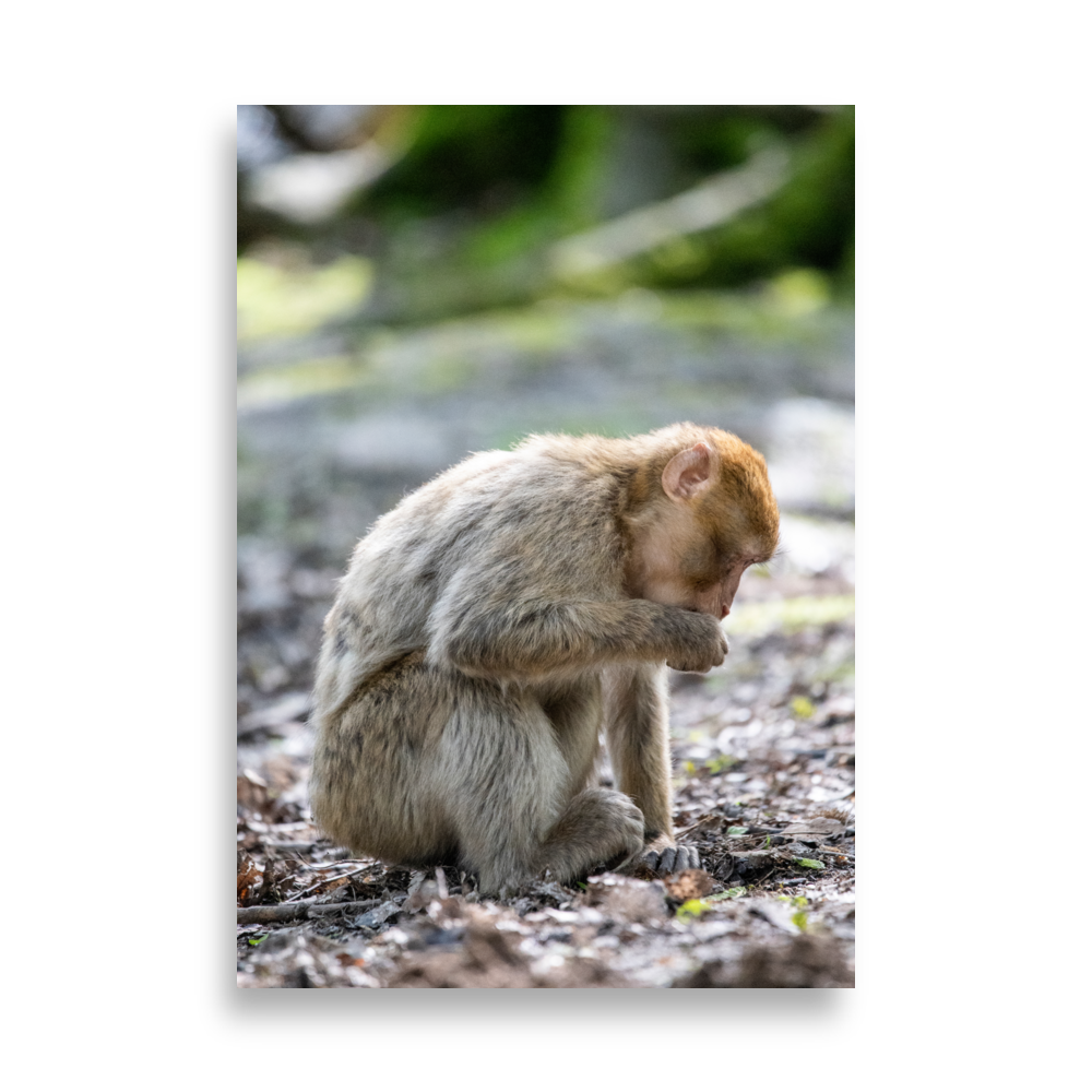 Poster - Macaque de barbarie N07 – Photographie de singe – Poster photographie, photographie murale et des posters muraux unique au monde. La boutique de posters créée par Yann Peccard un Photographe français.