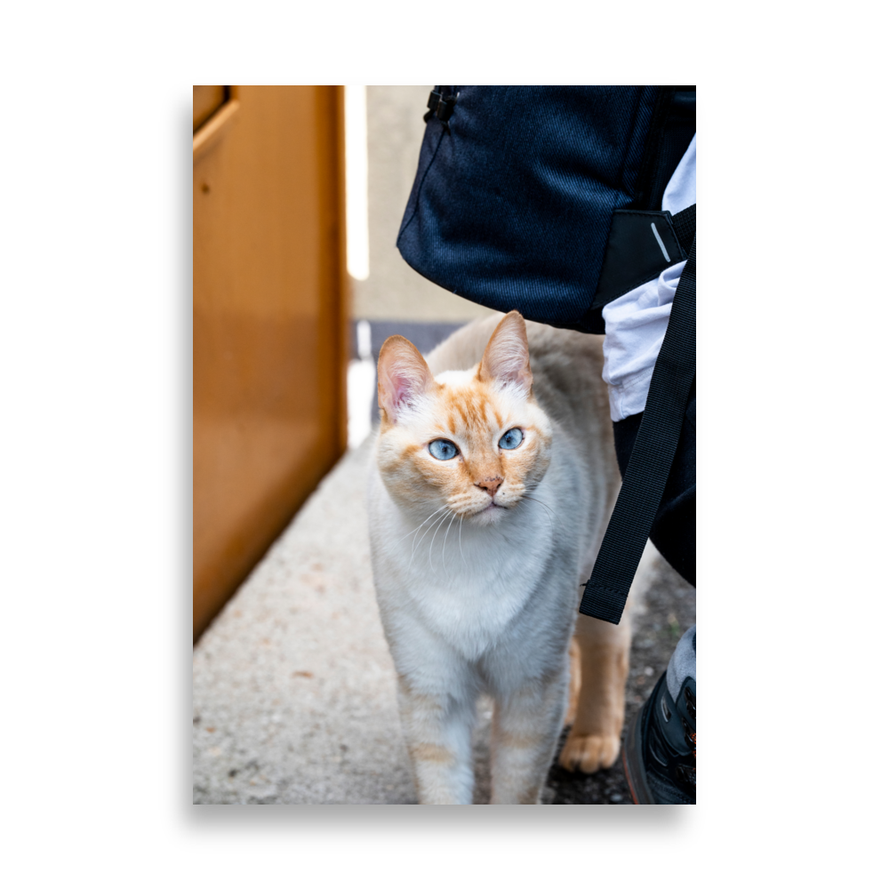 Photographie d'un chat majestueux aux yeux bleus