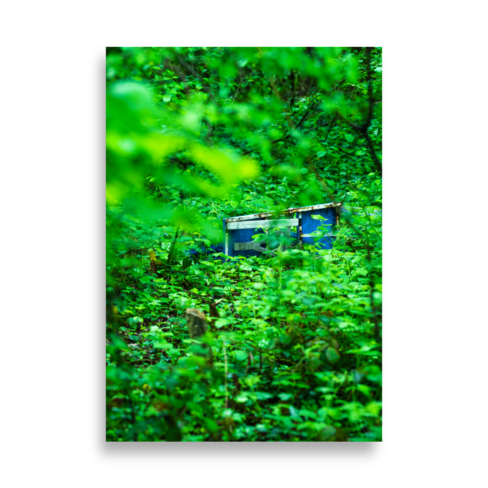 Poster d'un banc de pique-nique en pleine forêt, illustration de la sérénité de la nature