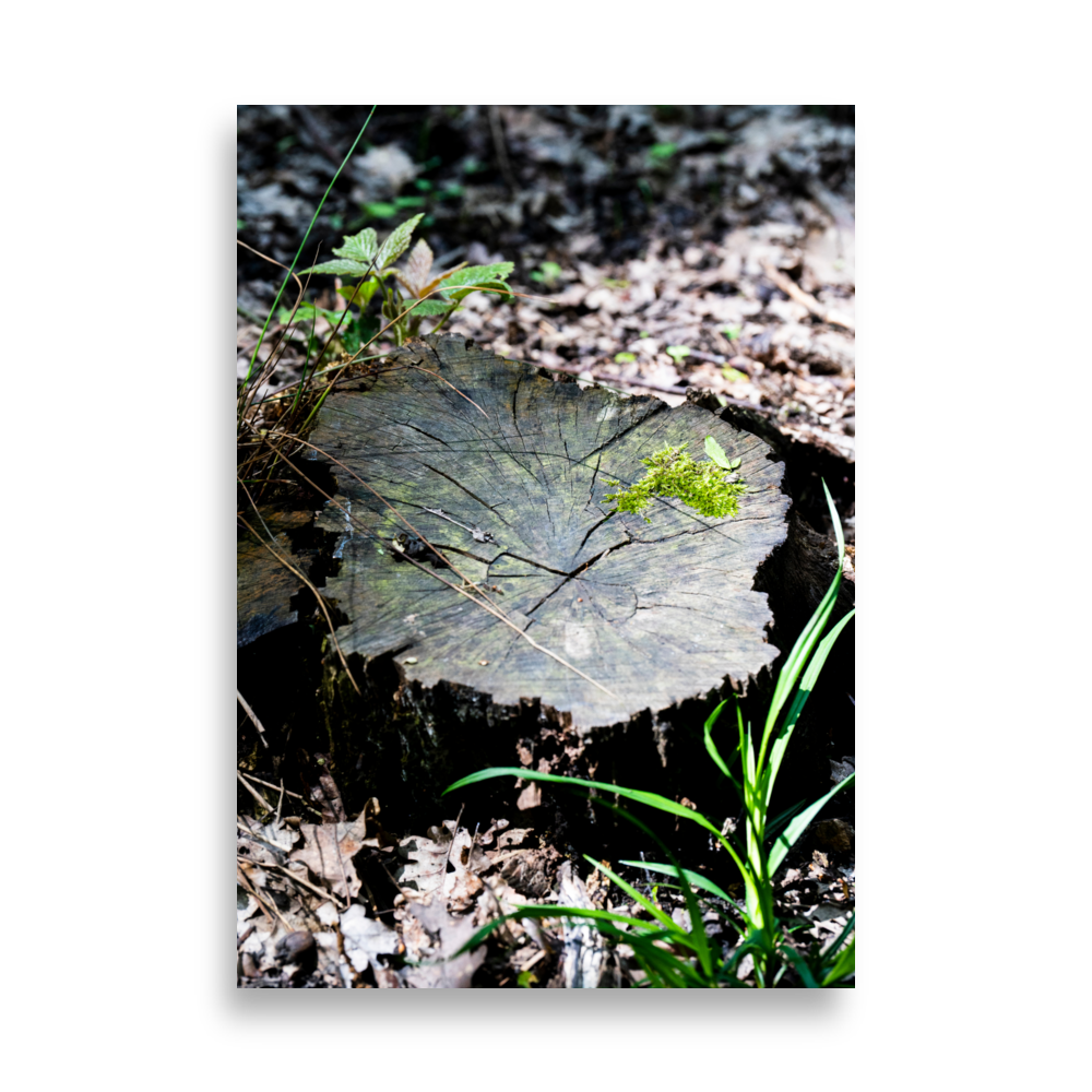 Poster de photographie représentant une souche d'arbre recouverte de mousse, éclairée par la lumière du soleil.