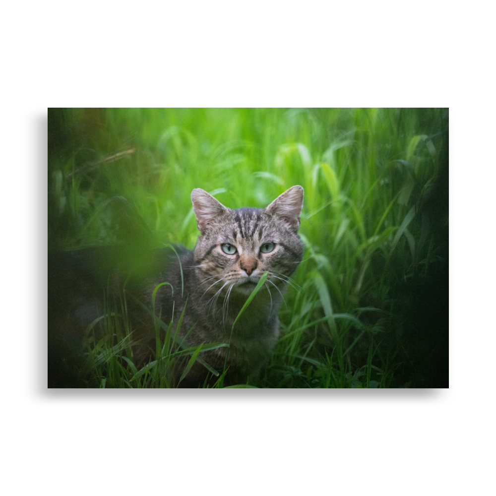 Poster de la photographie "Le chat européen", représentant un chat européen paisible dans un jardin de ville.