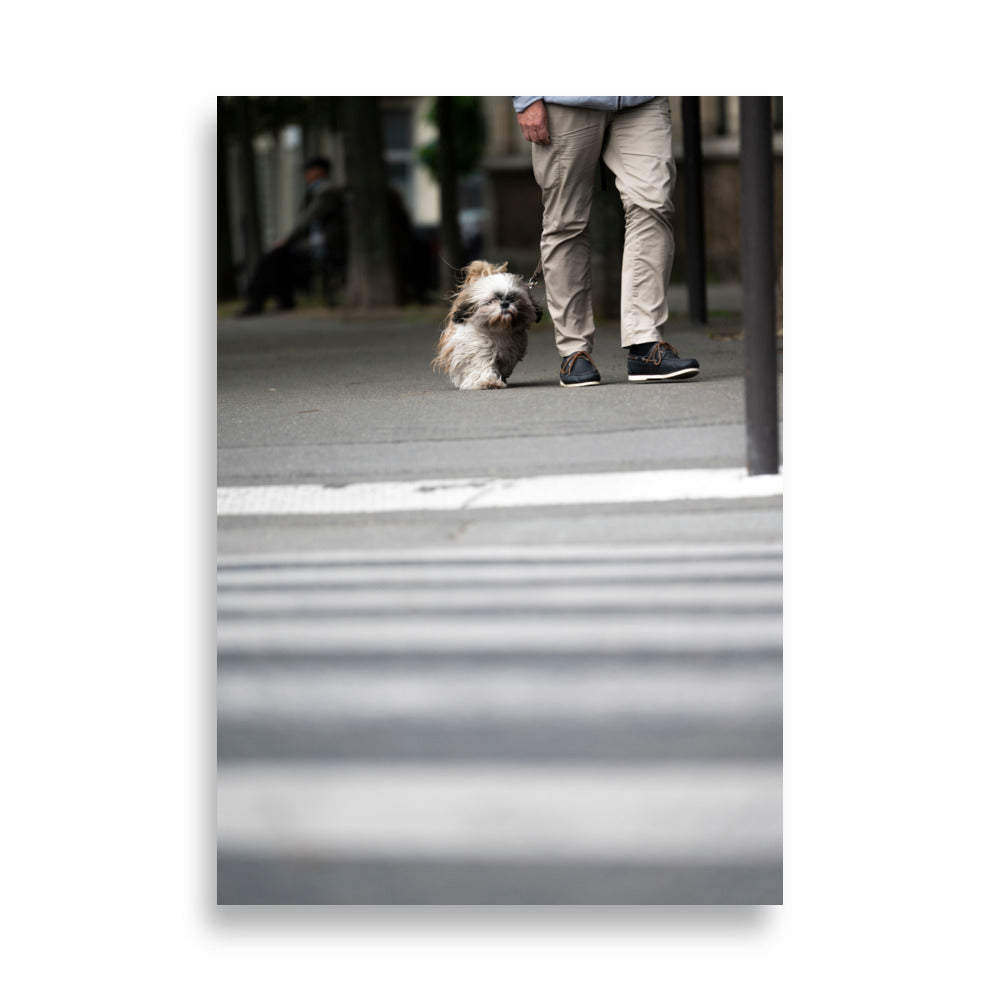 Poster de la photographie "Shih Tzu", une image capturant la douceur et la joie de vivre d'un chien de cette race.