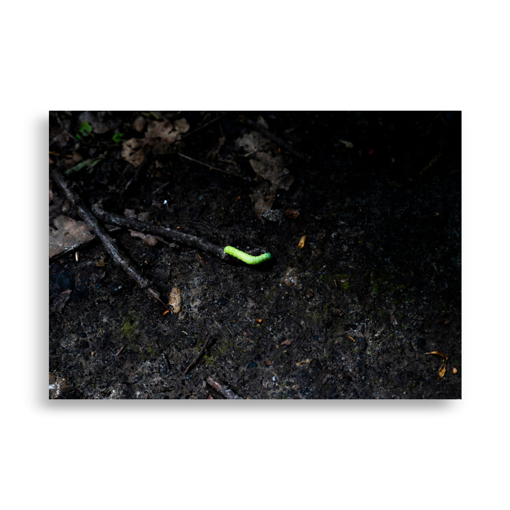 Une chenille verte N02 - Photographie captivante d'une chenille vibrante de couleurs - La Boutique du Poster
