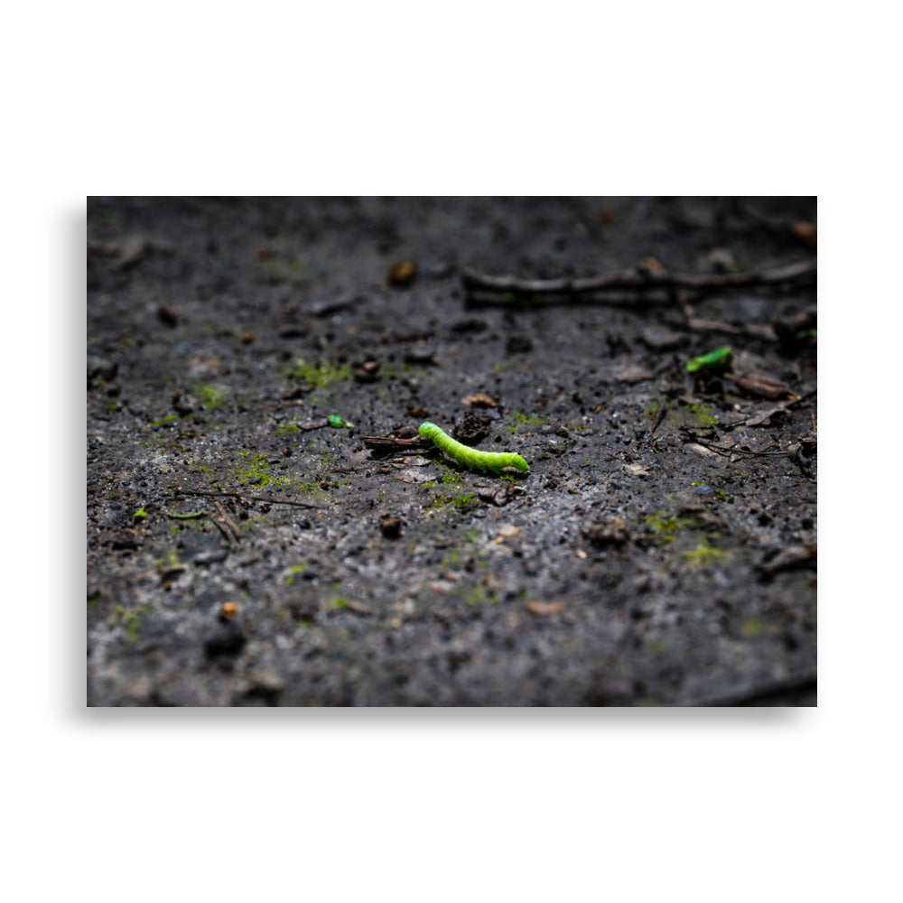 Poster 70x100cm Une chenille verte N03 - Insectes | Décorez avec style et admirez la beauté de la nature