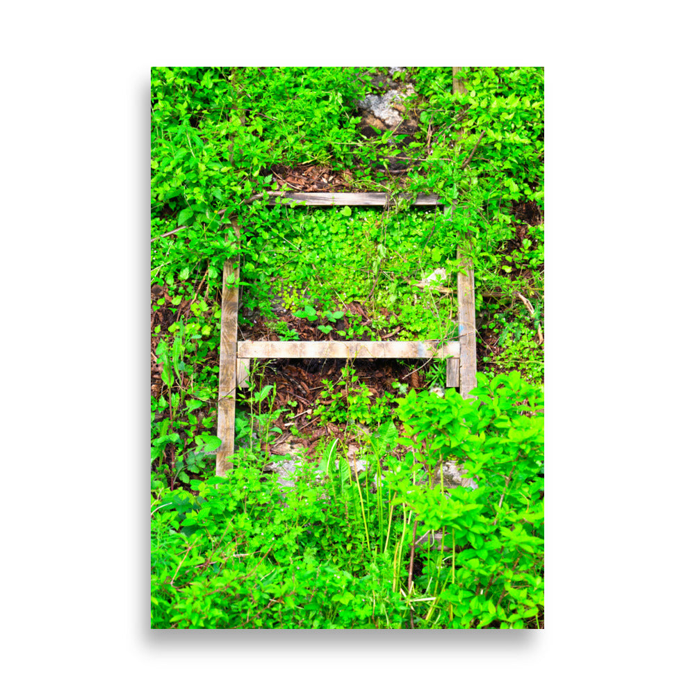 Poster Echelle Verdoyante, une photographie captivante d'une échelle envahie par la verdure, idéal pour les amoureux de la nature et ceux qui cherchent à créer une ambiance naturelle dans leur intérieur.