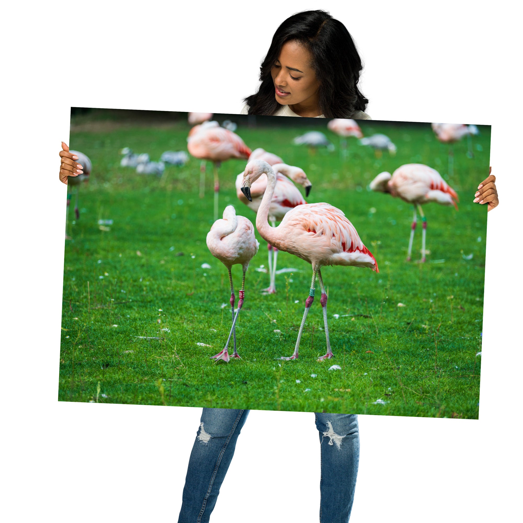 Poster de Flamant rose – Photographie animalière Poster XXL.