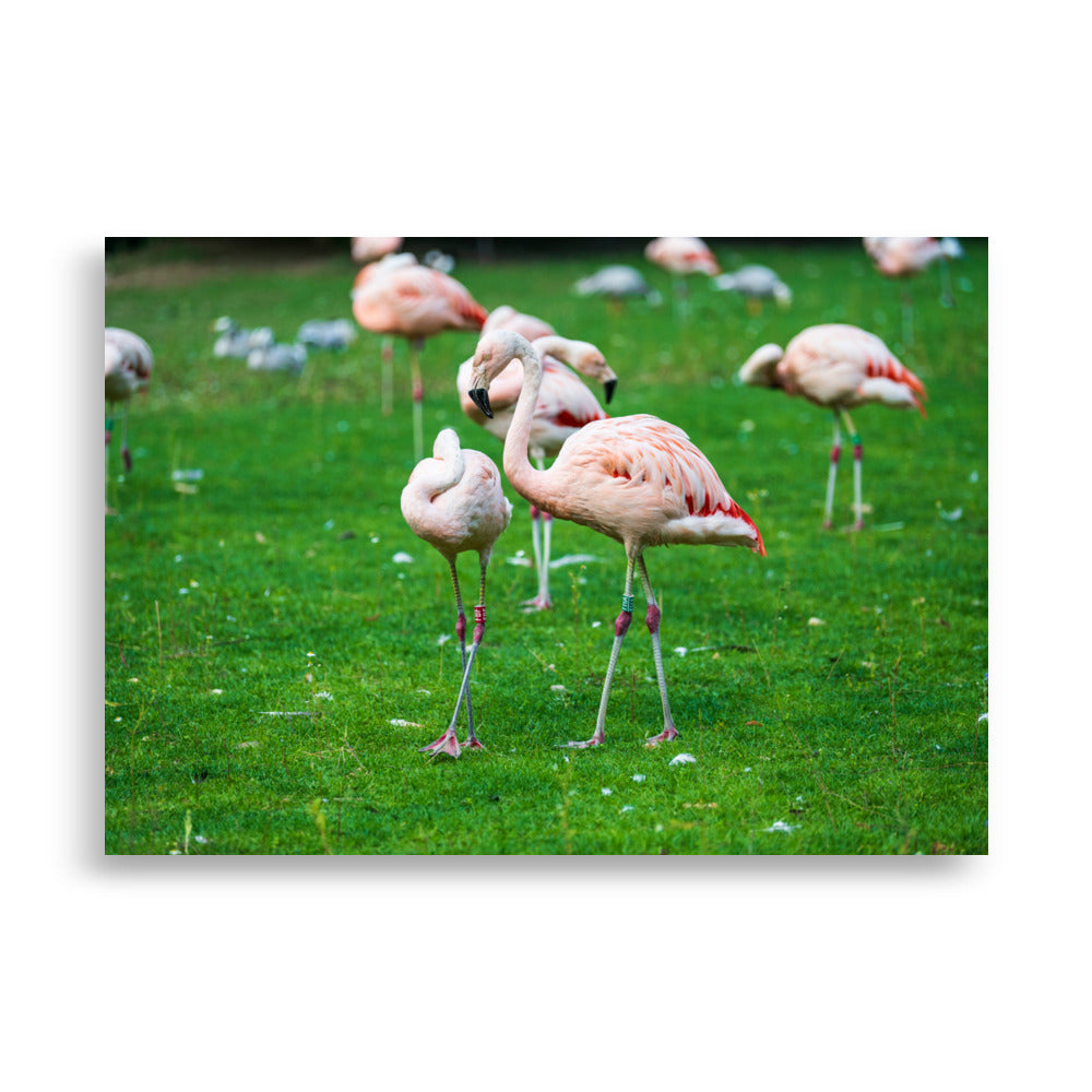 Poster de Flamant rose – Photographie animalière Poster XXL.