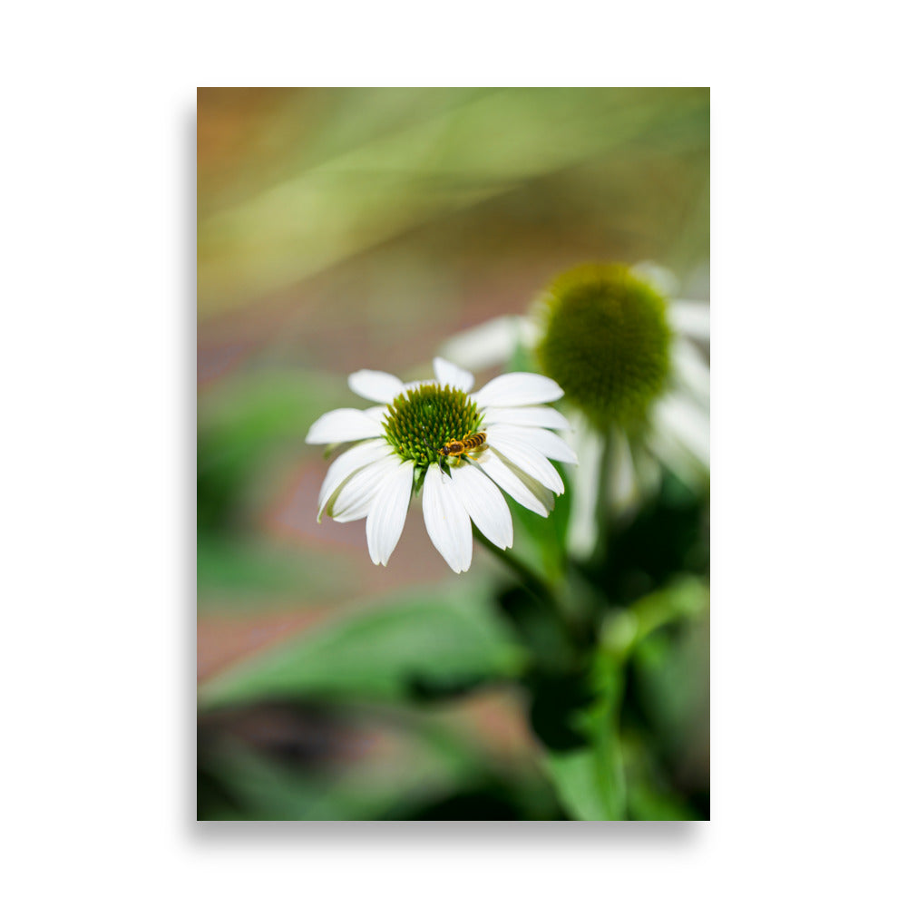 Poster 'Nature Éphémère' représentant une guêpe butinant le pollen d'une marguerite