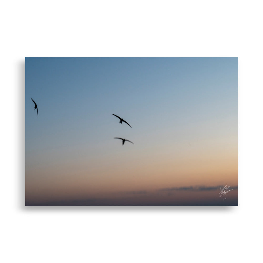 Trois oiseaux volant dans un ciel aux teintes de bleu, orange et jaune.