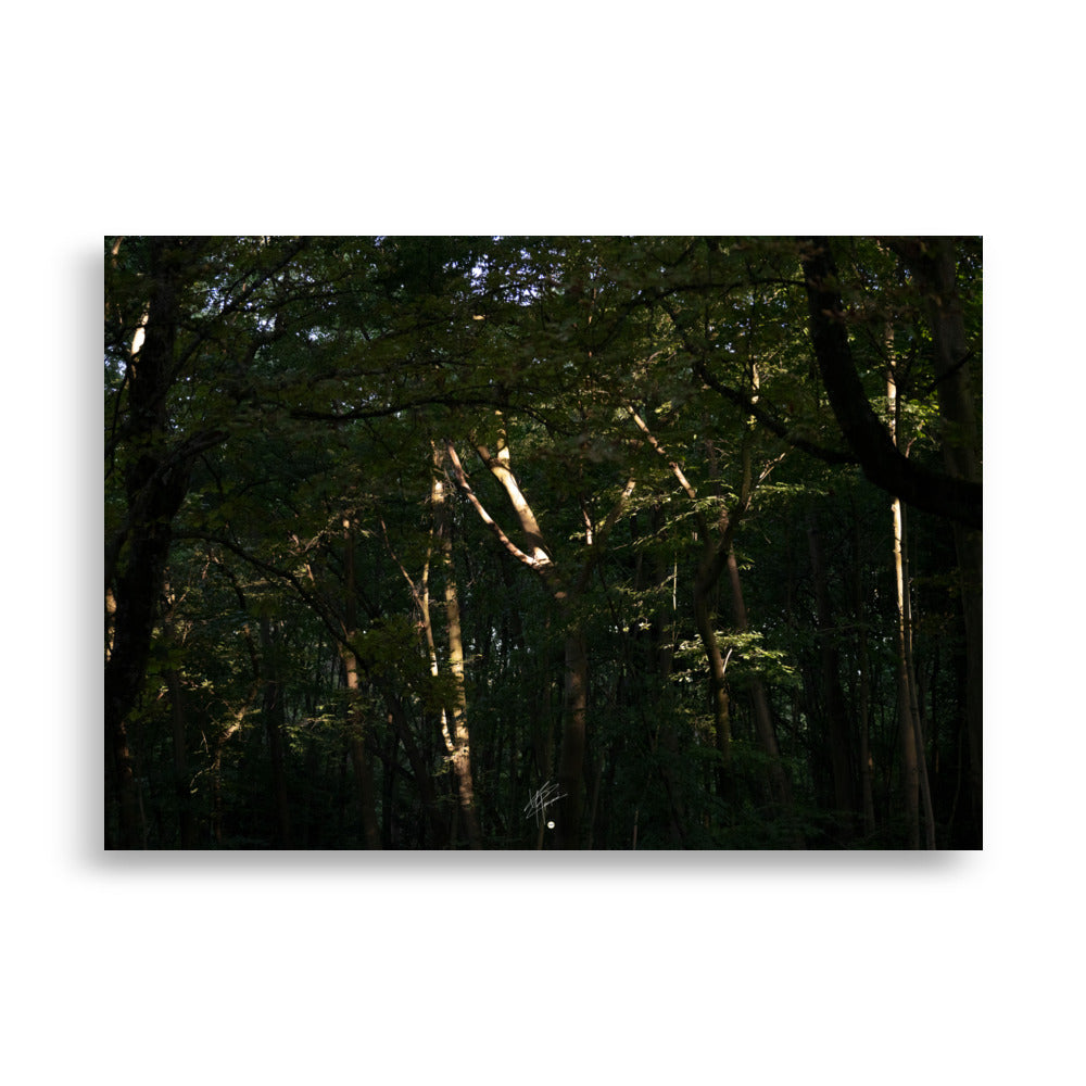 Photographie envoûtante d'une forêt dense, avec des rayons du soleil perçant la canopée, éclairant le sol forestier et les feuilles verdoyantes. Une évocation de la sérénité et de la beauté naturelle.