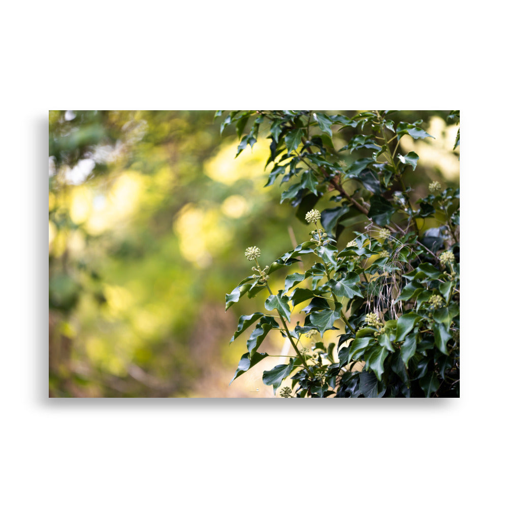 Poster photographique 'Lierre Grimpant', montrant un gros plan d'une plante grimpante en toute sa splendeur.