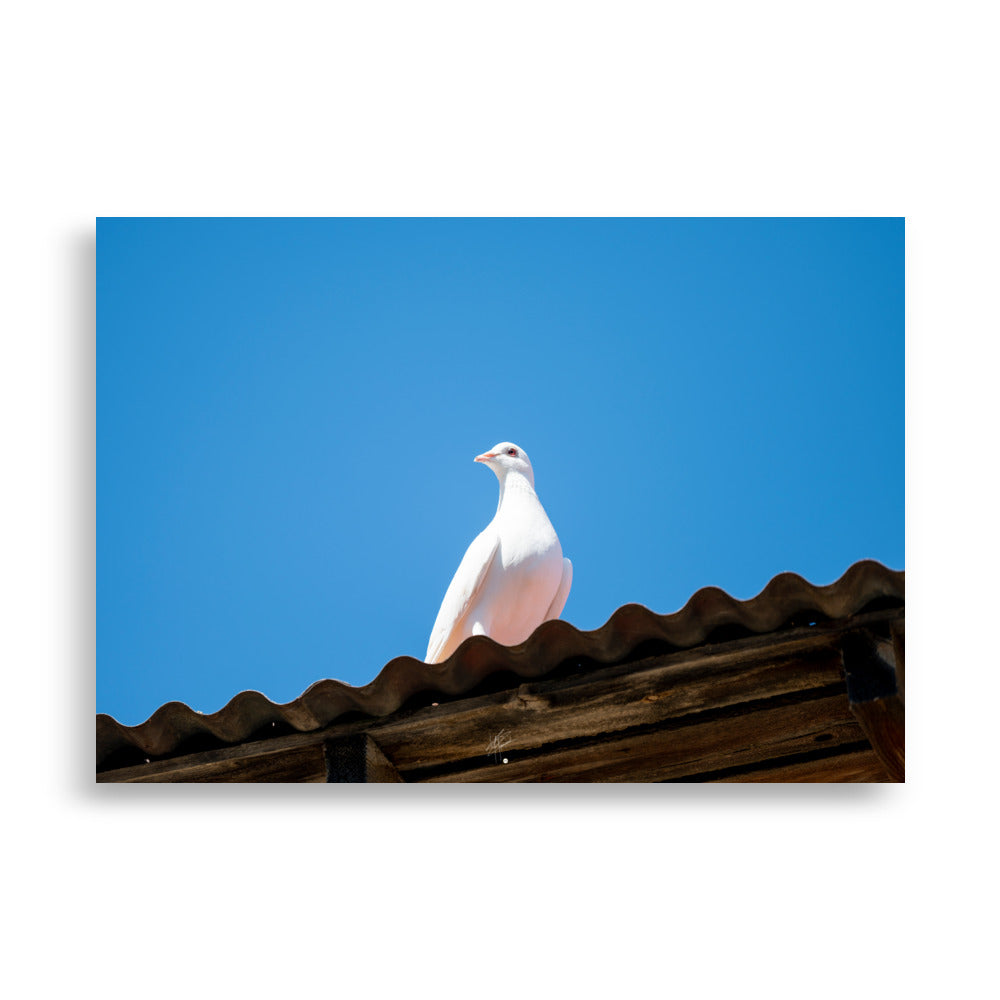 Photographie délicate 'Blanche Colombe' montrant un oiseau blanc en contemplation, imprimée sur papier haut de gamme.