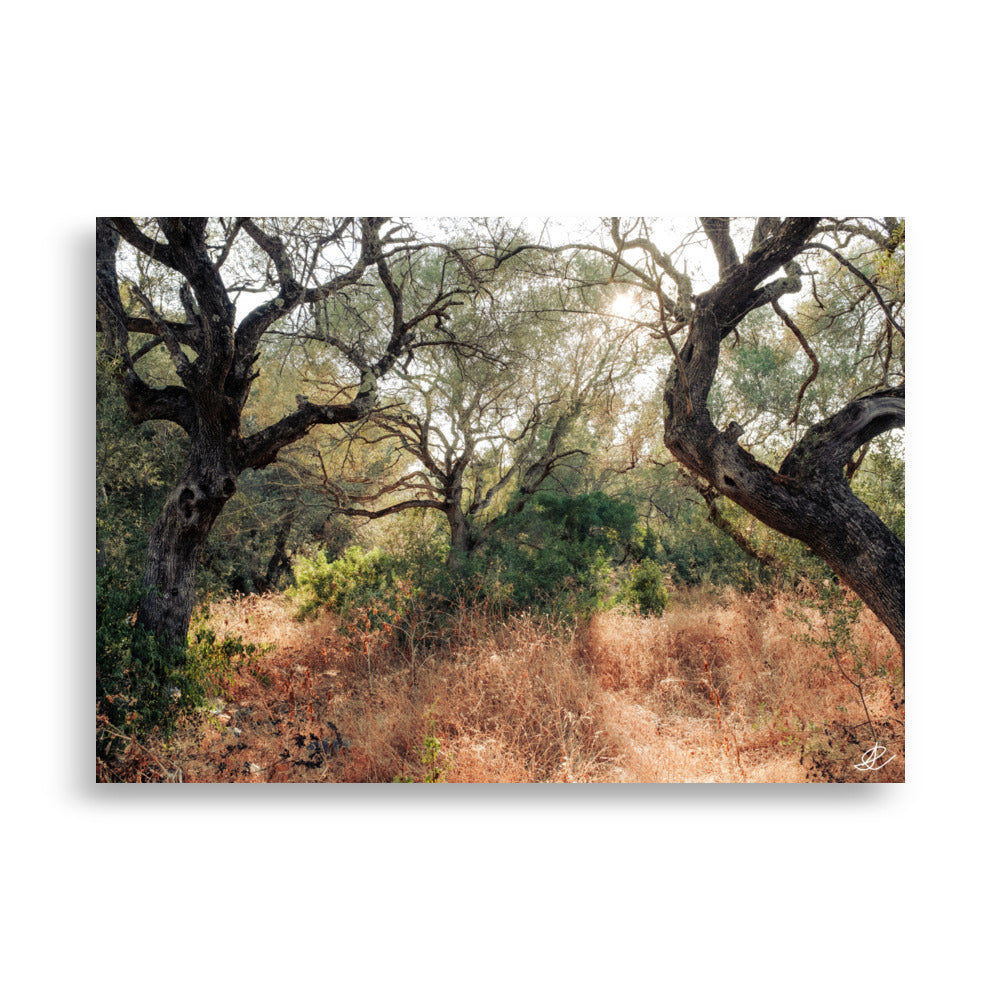 ARTBAY Forêt Poster XXL - 118,8 x 84 cm, Une forêt Magique inondée de  Soleil, Poster de Nature