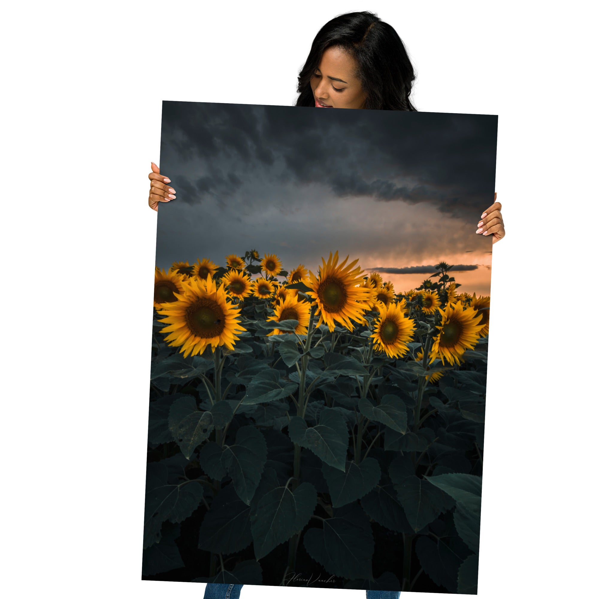 Champ luxuriant de tournesols vibrants sous le ciel d'été, photographié par Florian Vaucher.